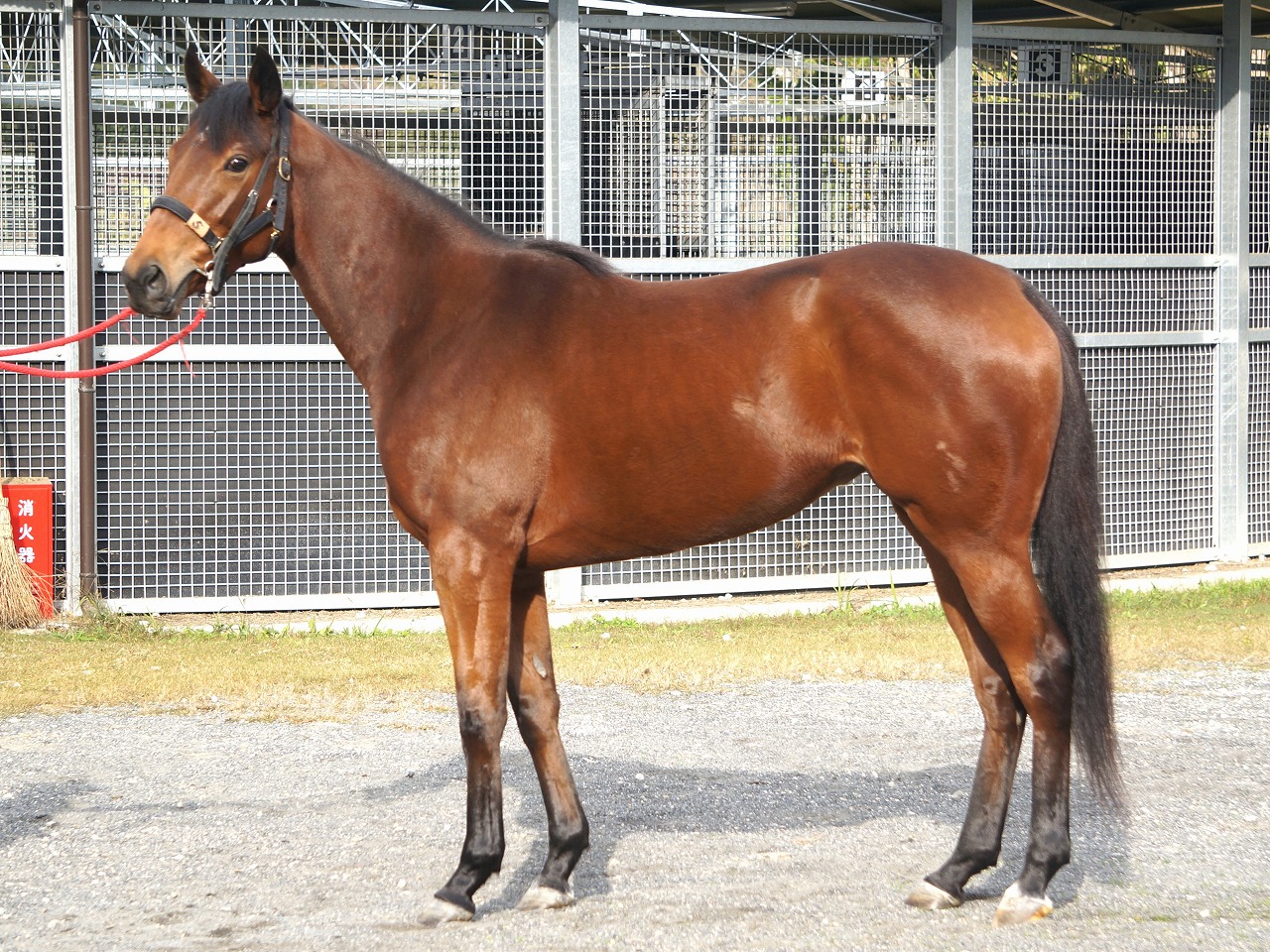 画像サムネイル