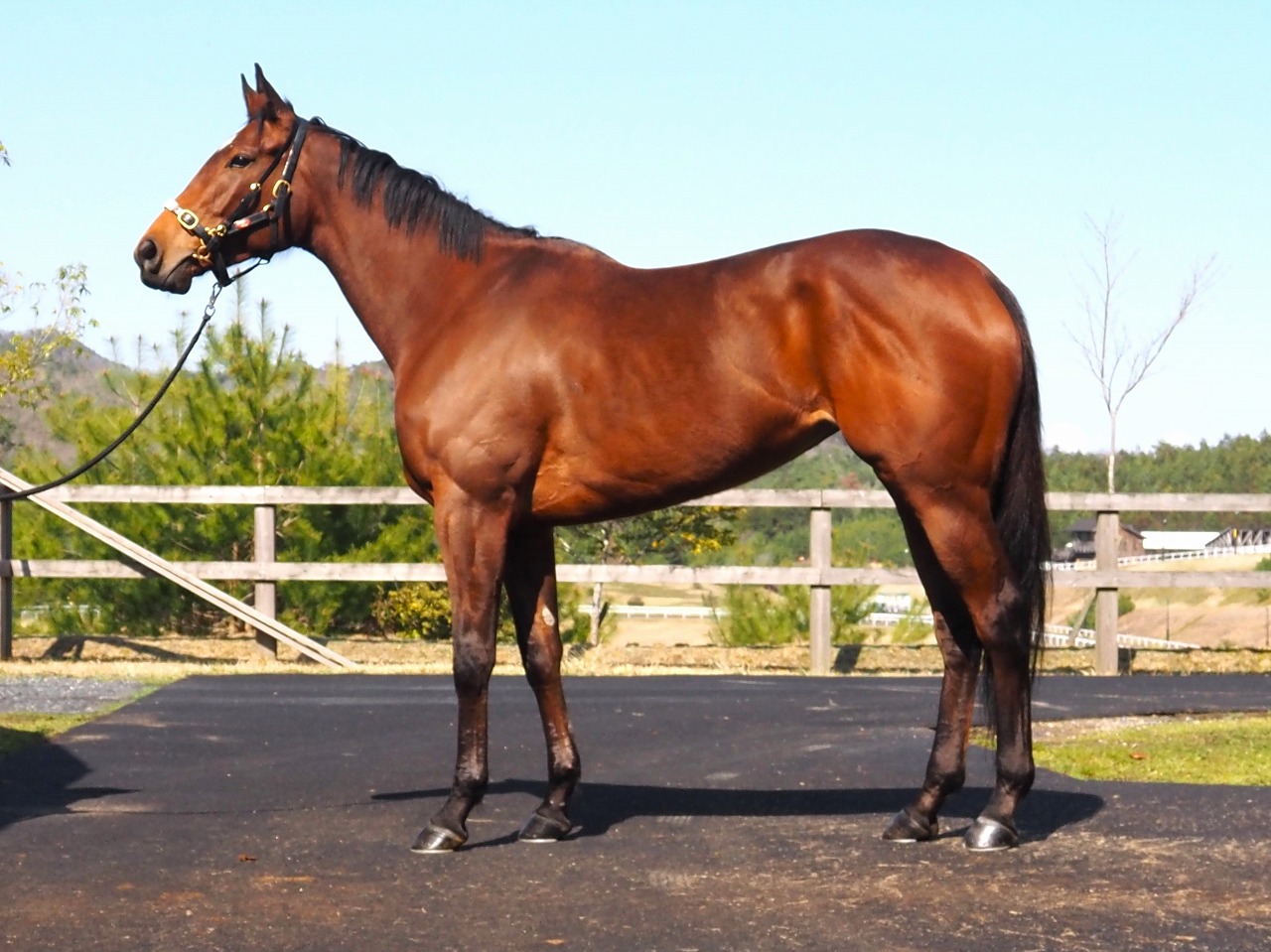 画像サムネイル