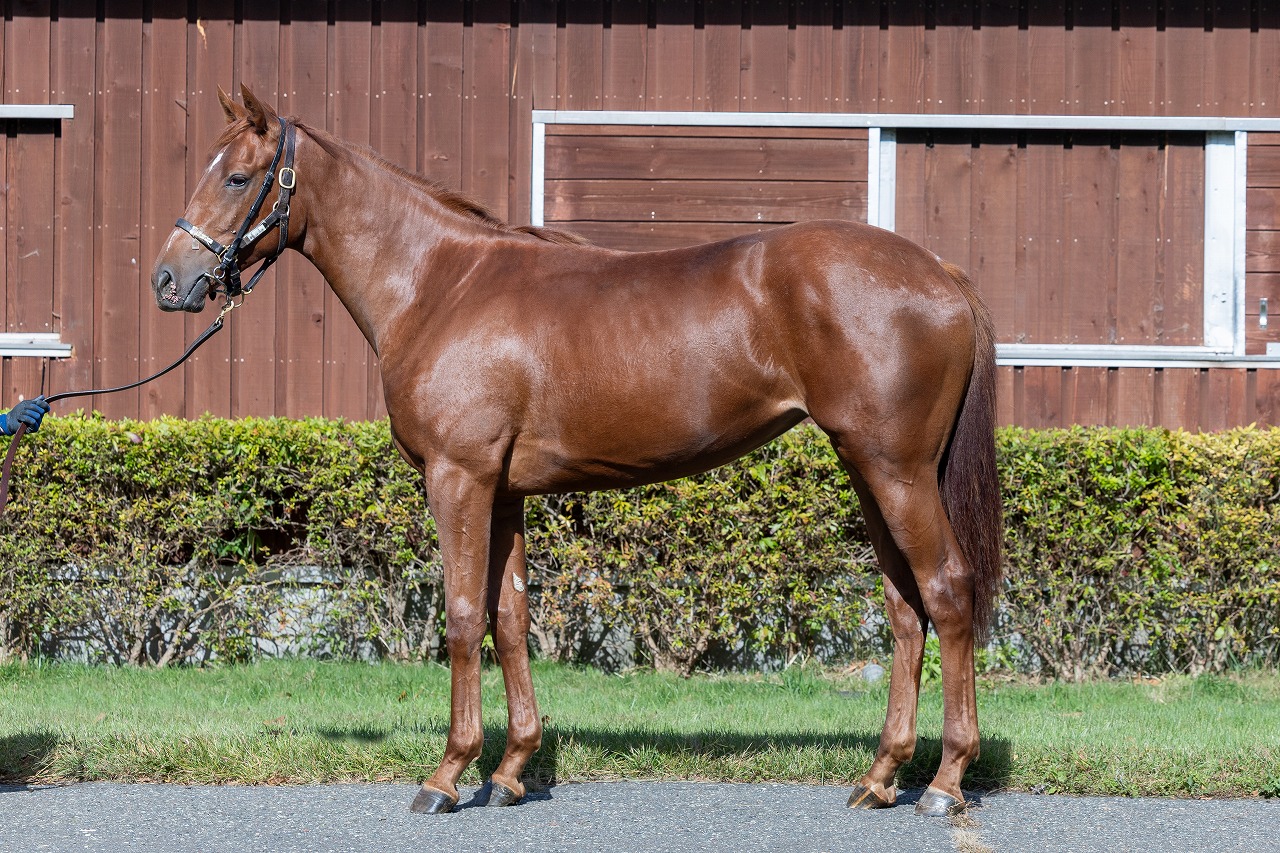 画像サムネイル