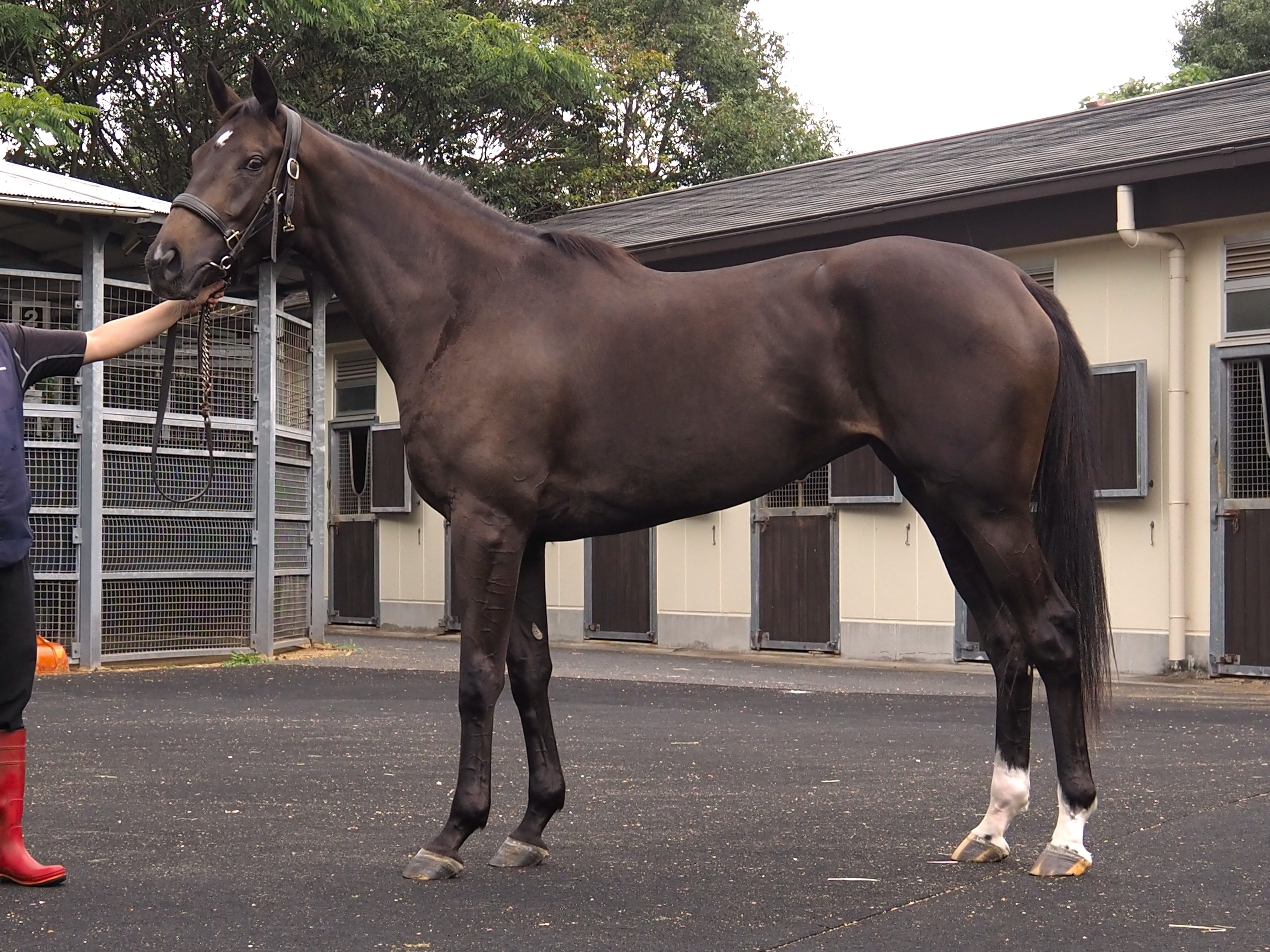 画像サムネイル