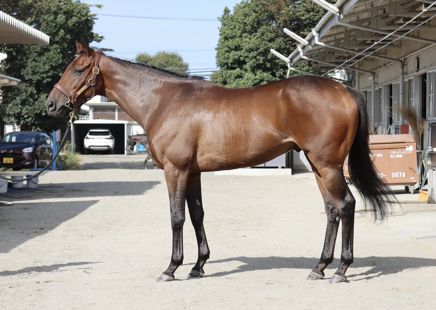 画像サムネイル