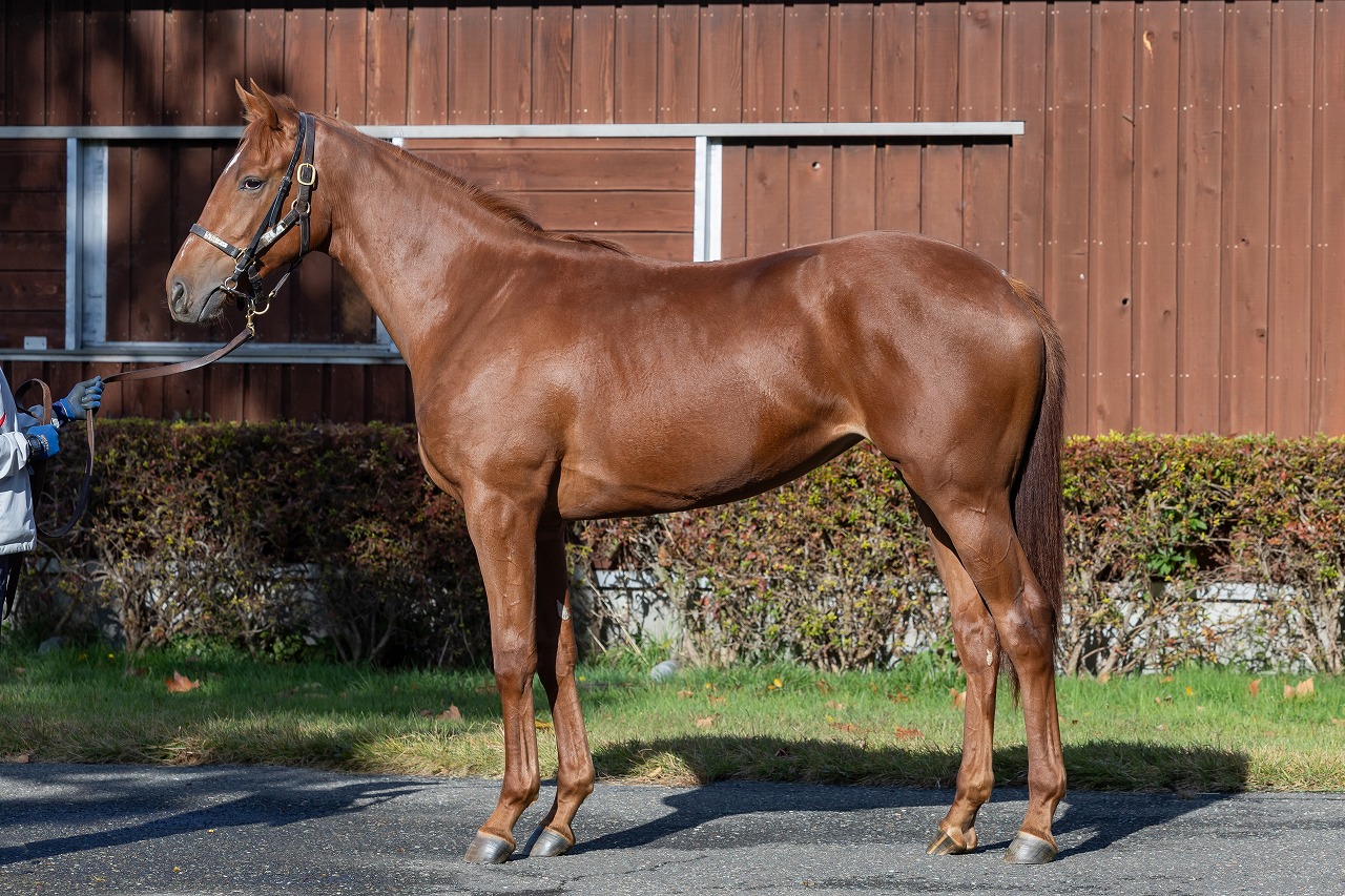 画像サムネイル