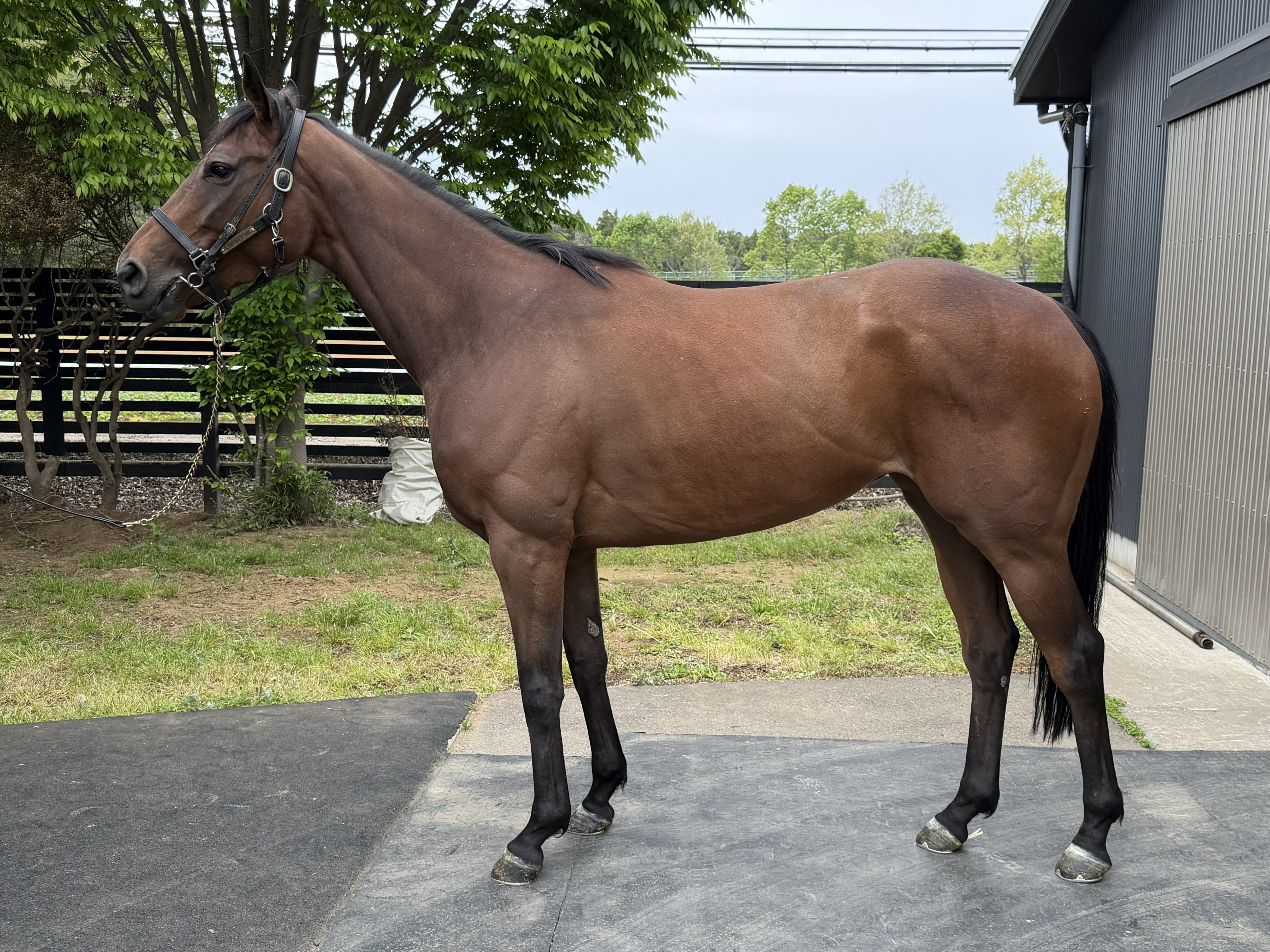 画像サムネイル