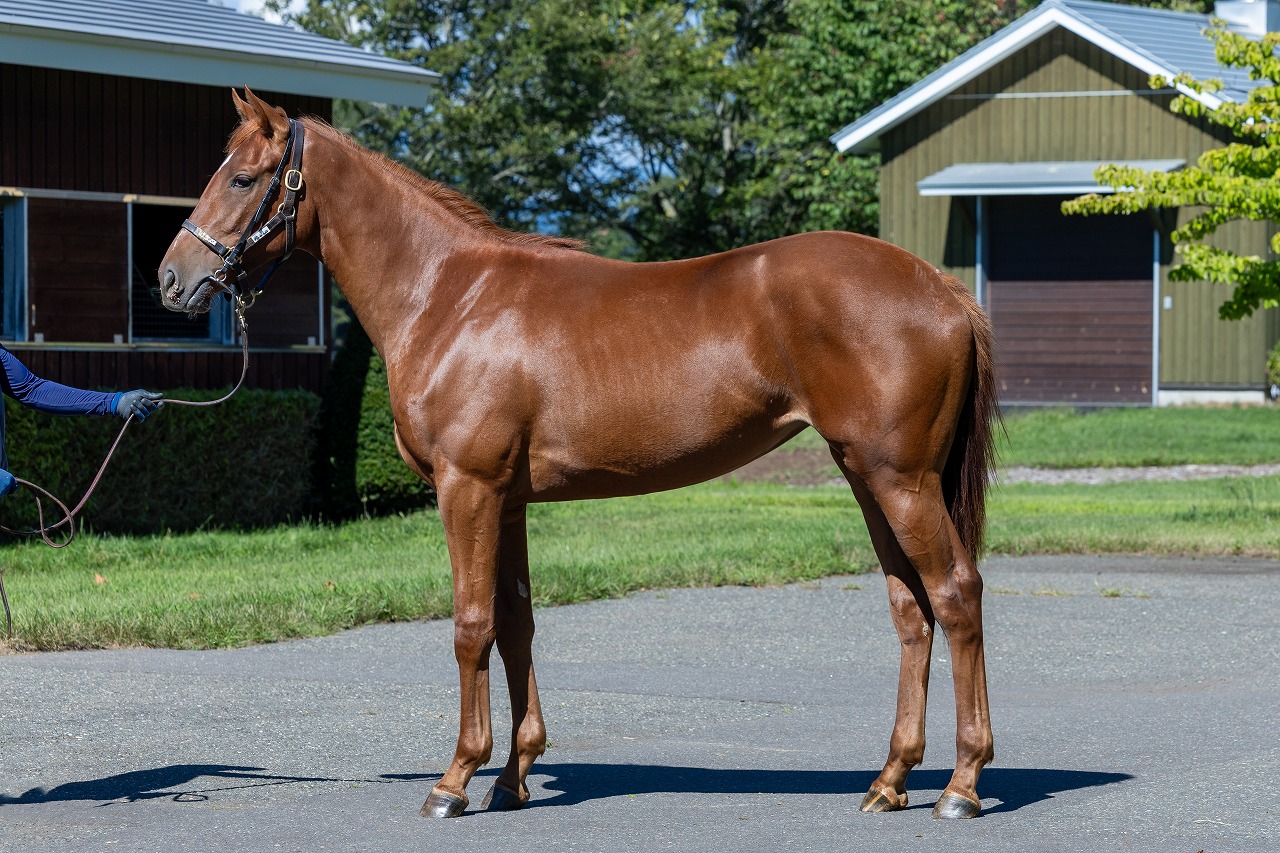 画像サムネイル