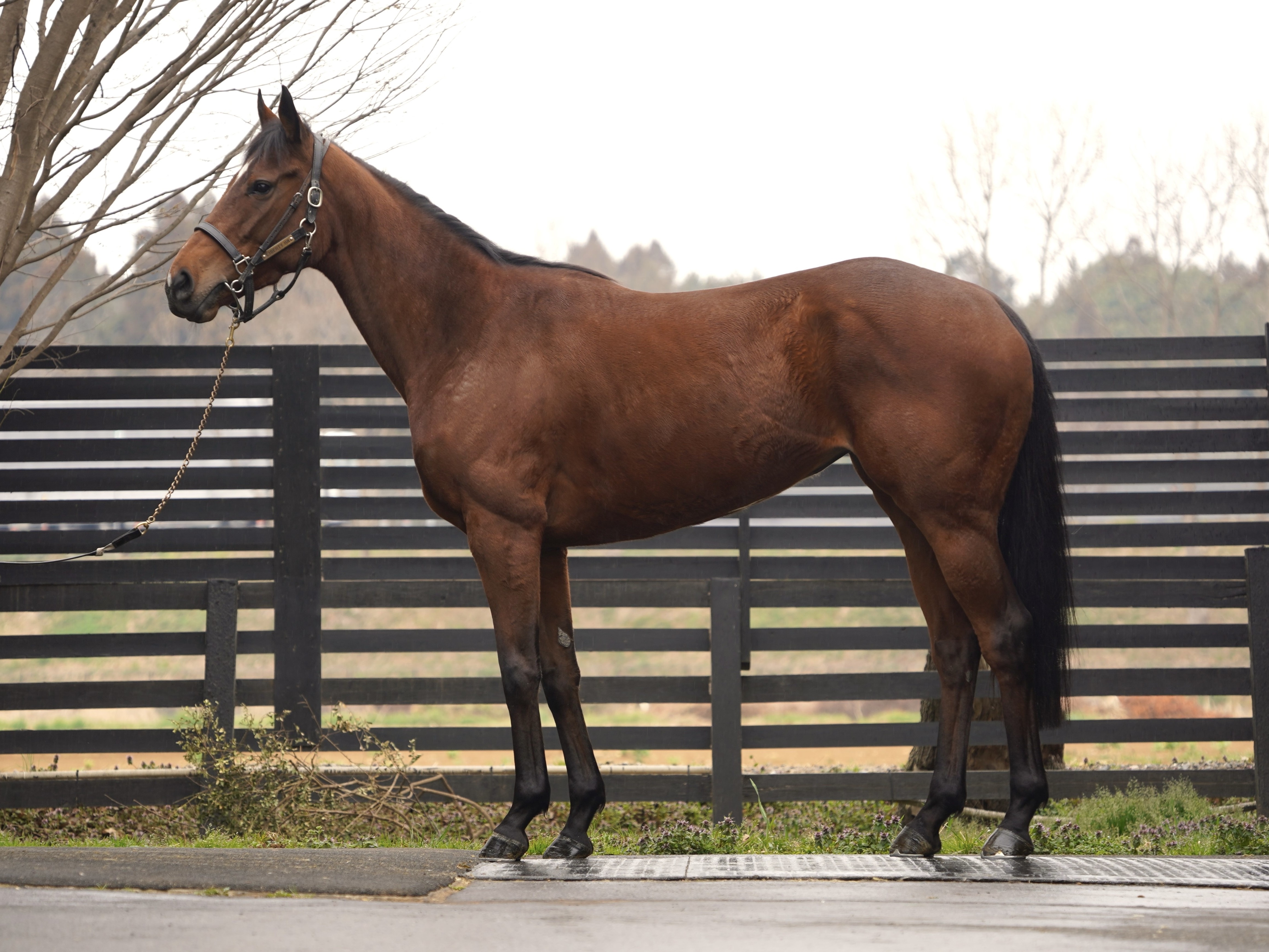 画像サムネイル