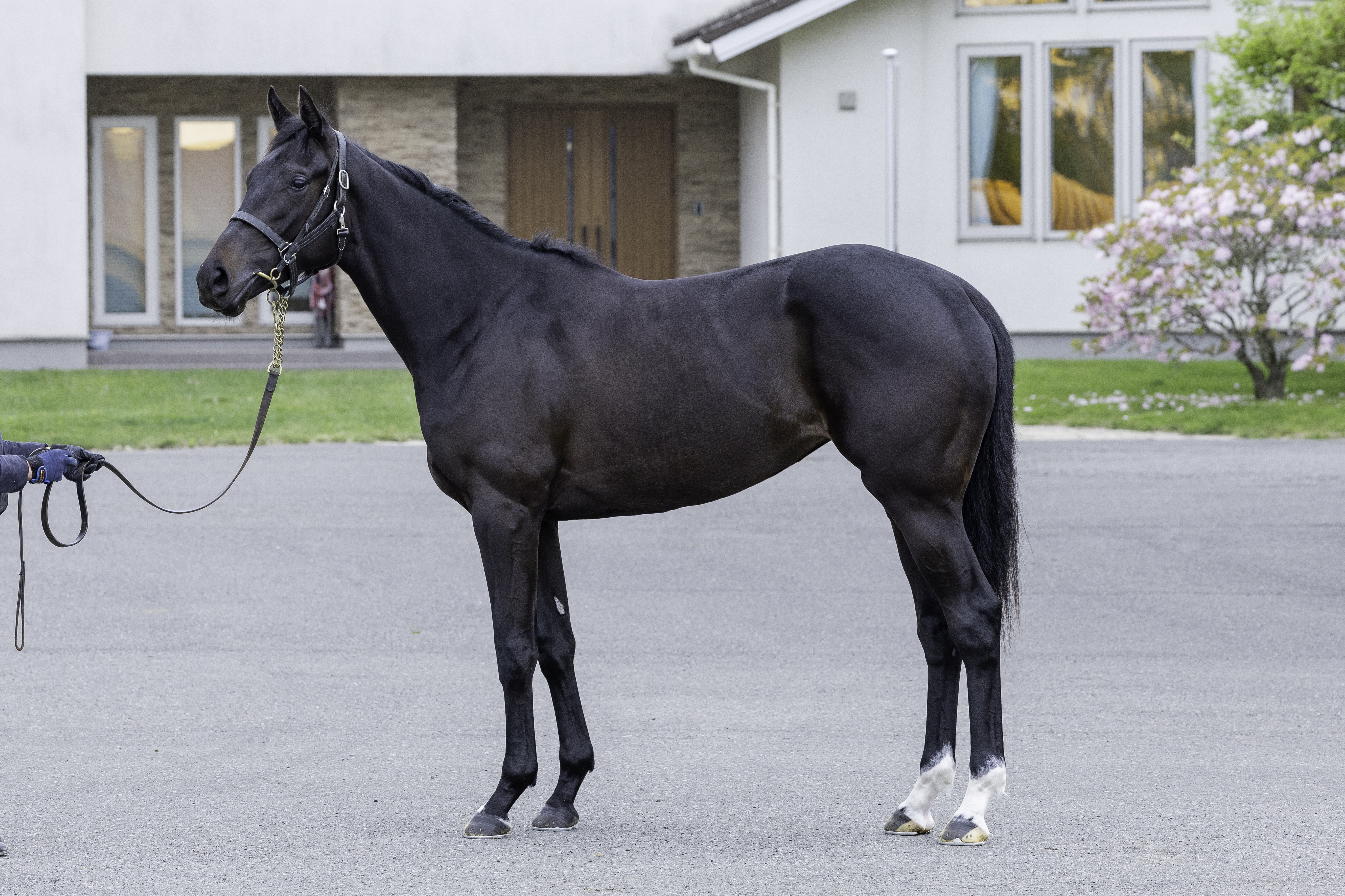 ヴェニュセマースの24 近況情報｜募集馬一覧｜東京サラブレッドクラブ