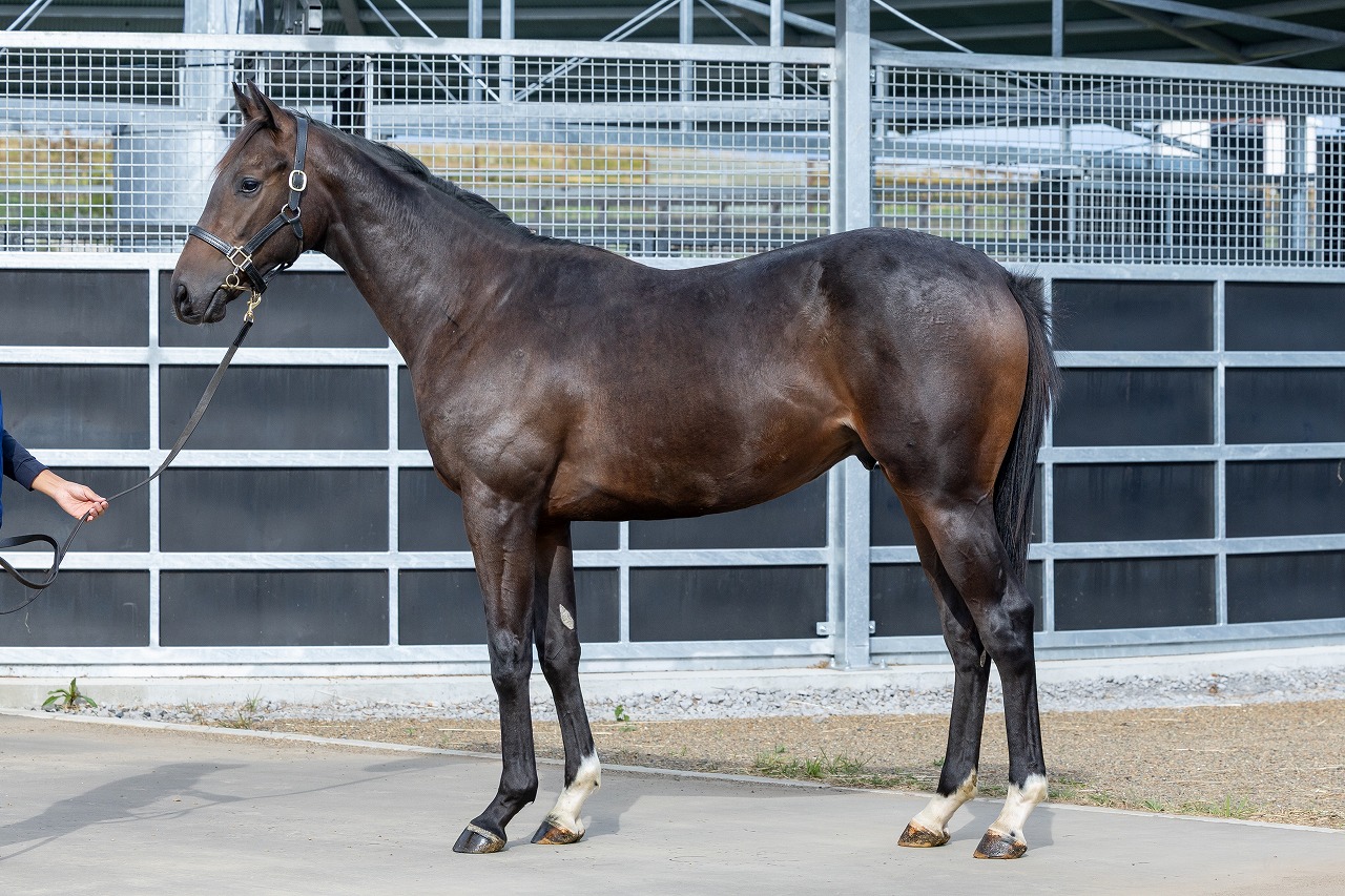 画像サムネイル