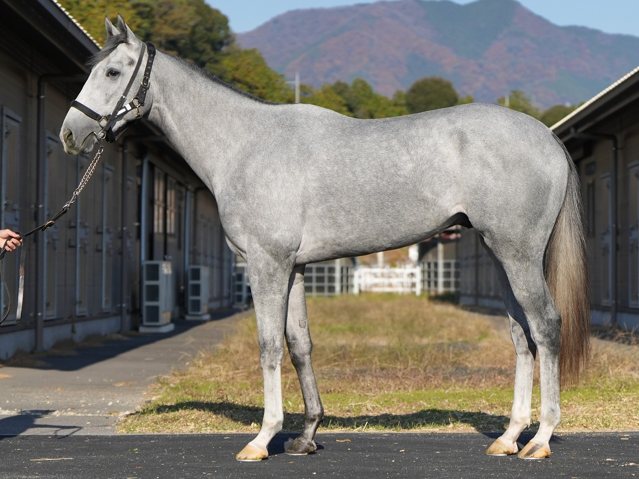 画像サムネイル