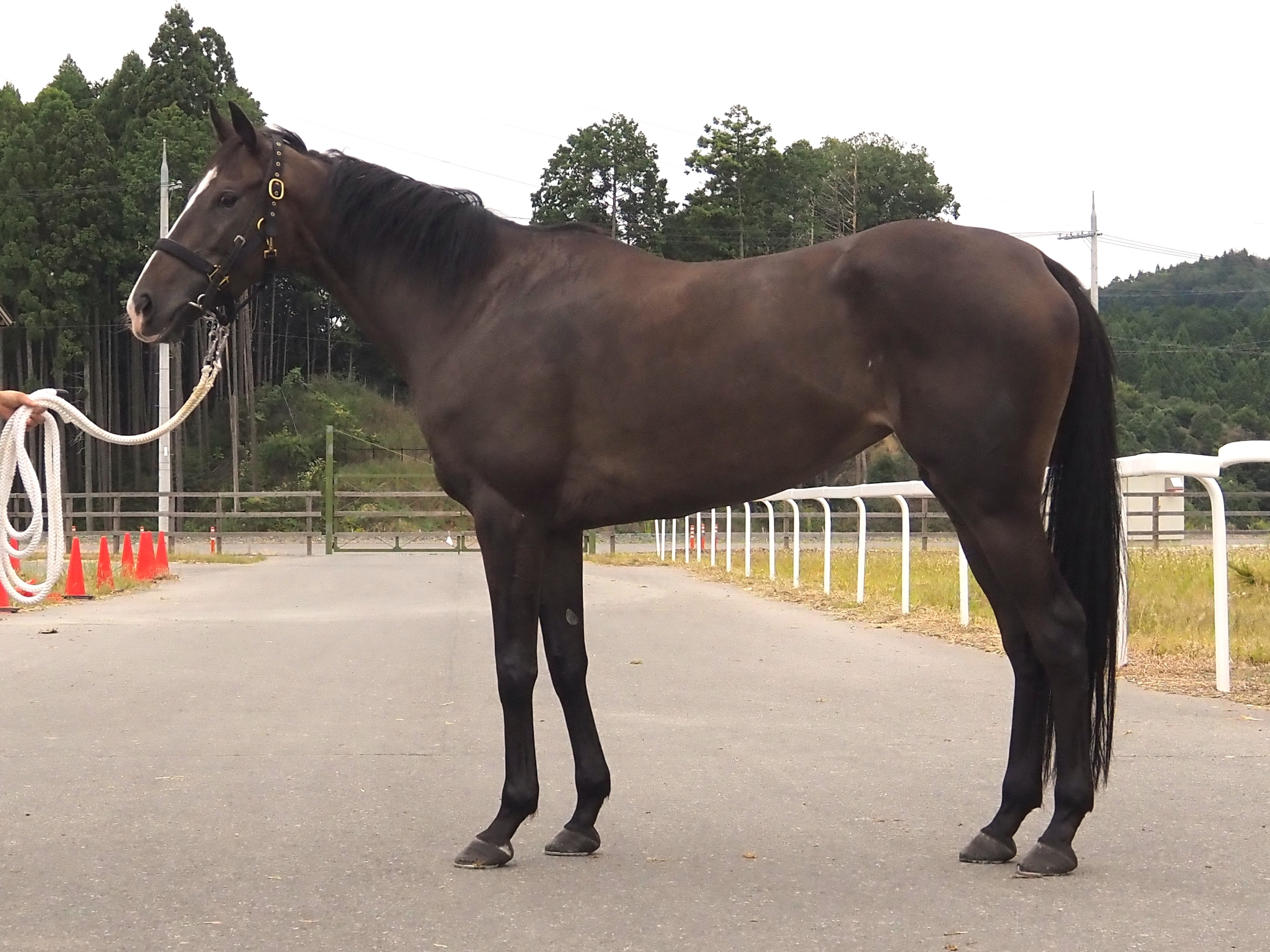 画像サムネイル