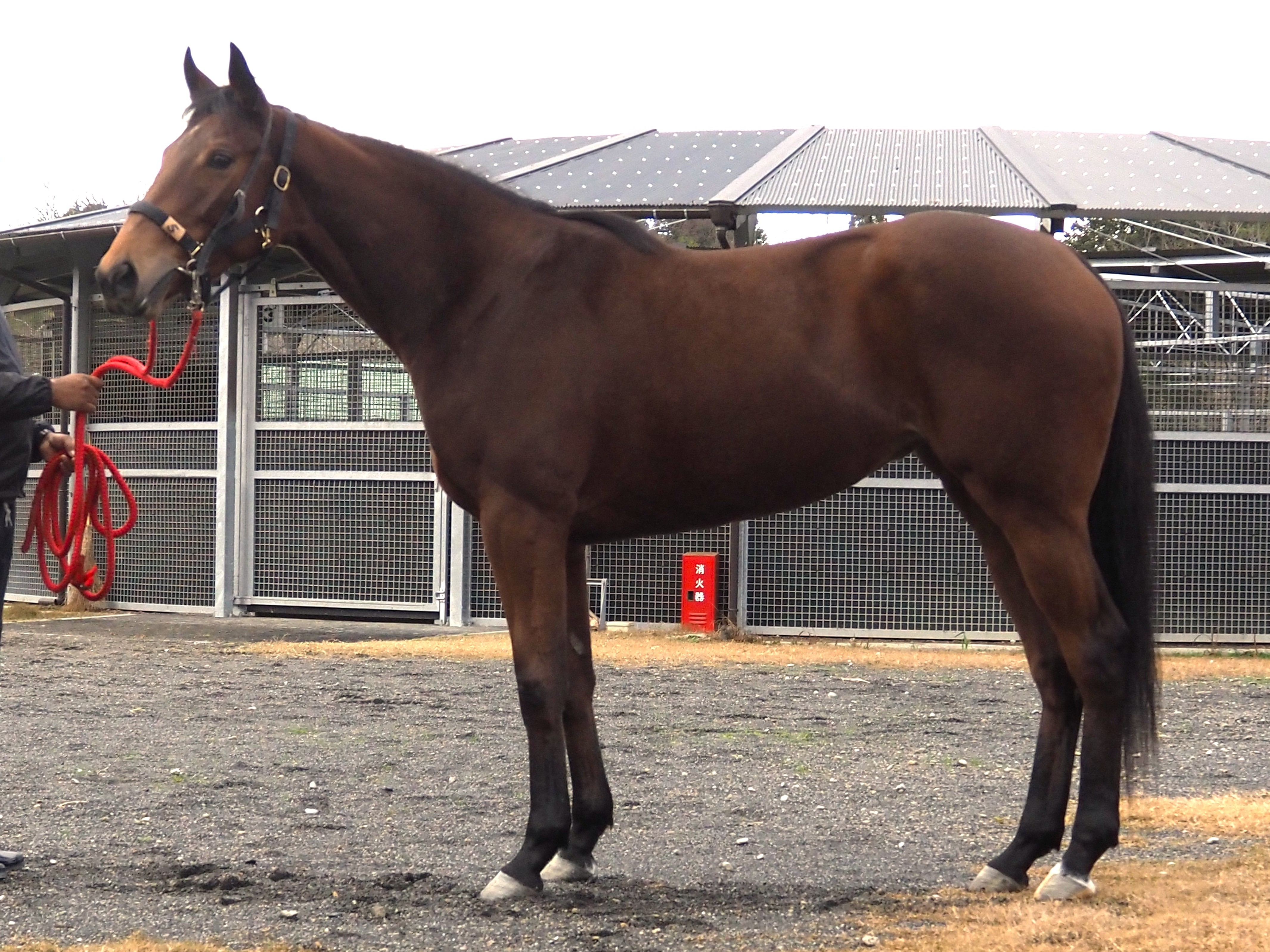 画像サムネイル