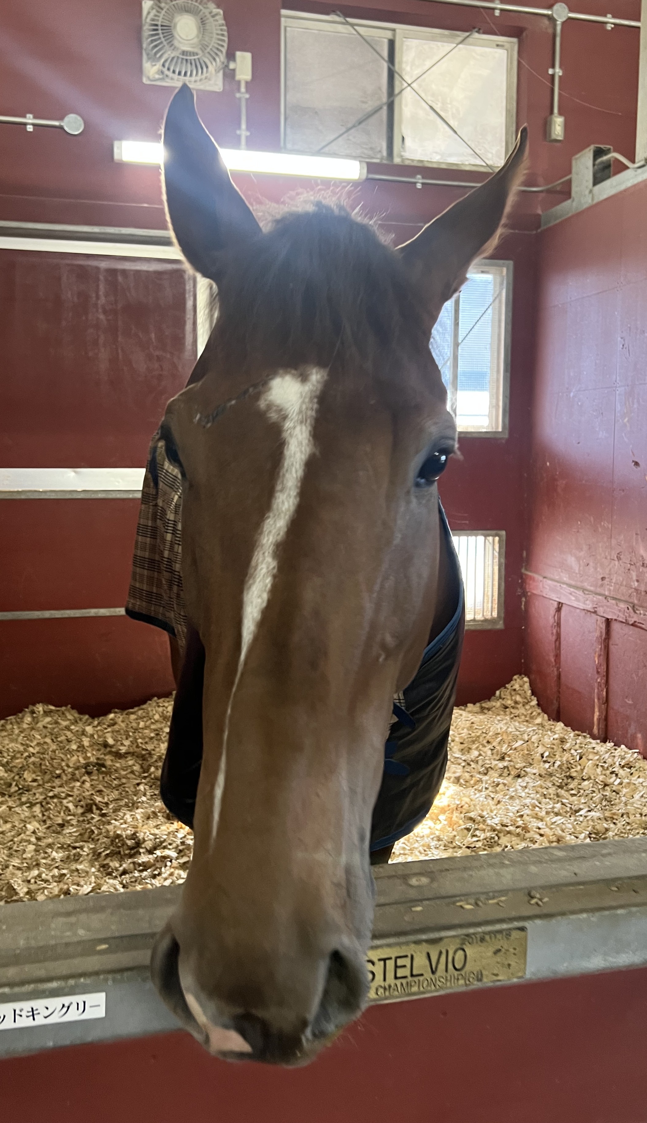 画像サムネイル