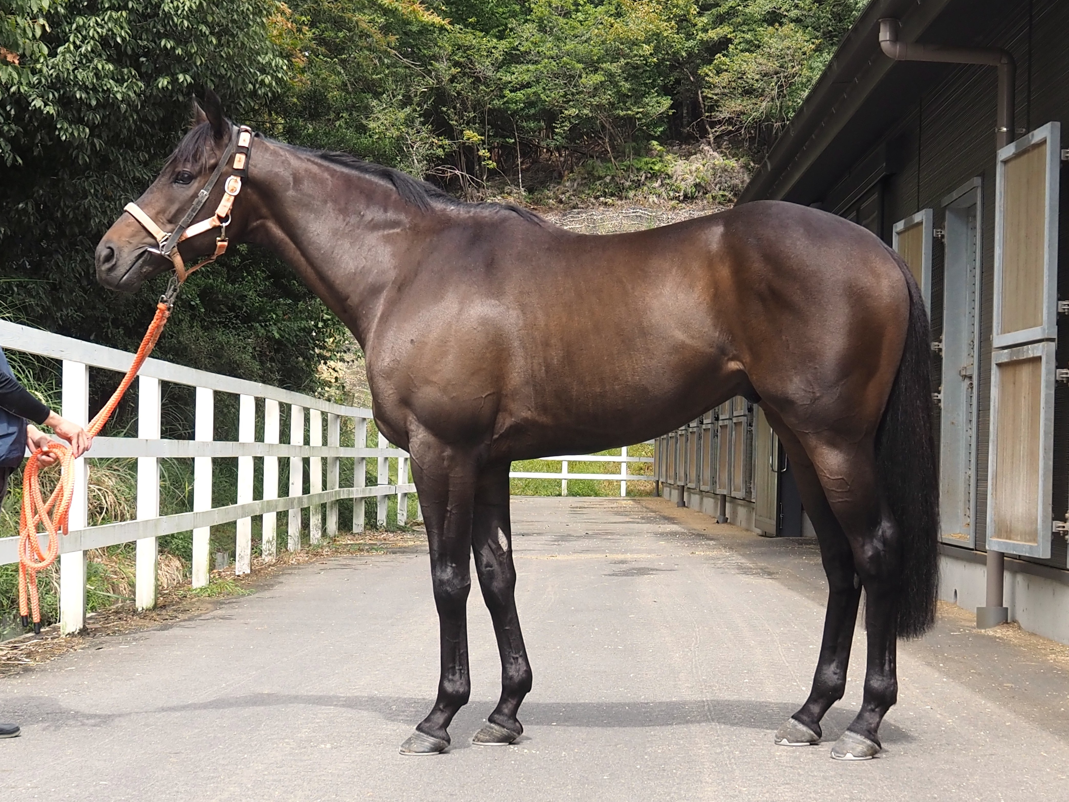 画像サムネイル