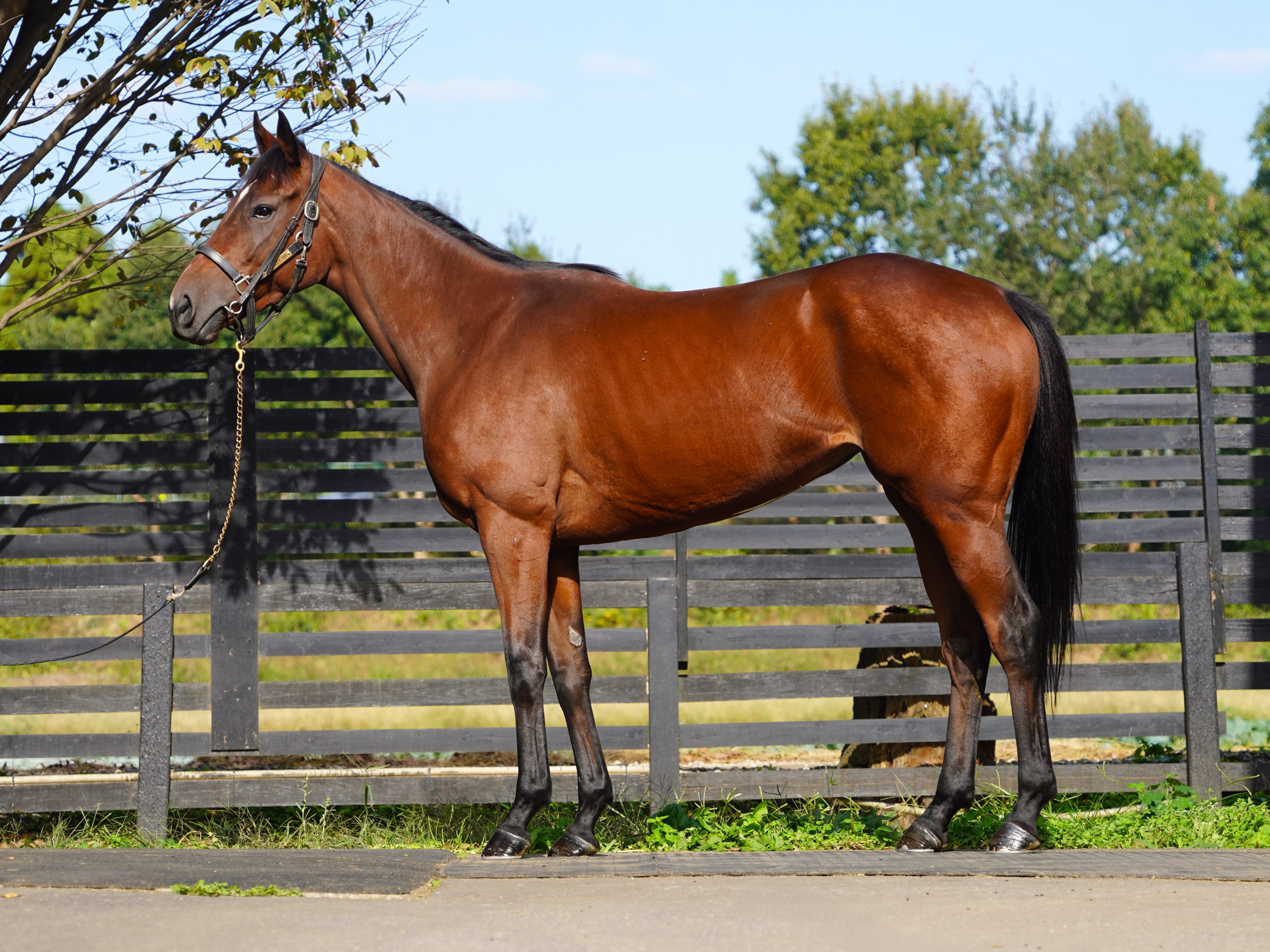 画像サムネイル