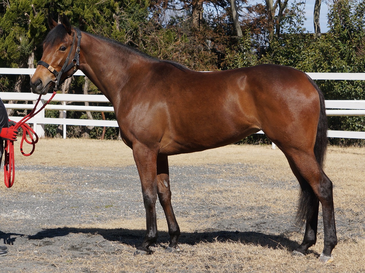 画像サムネイル