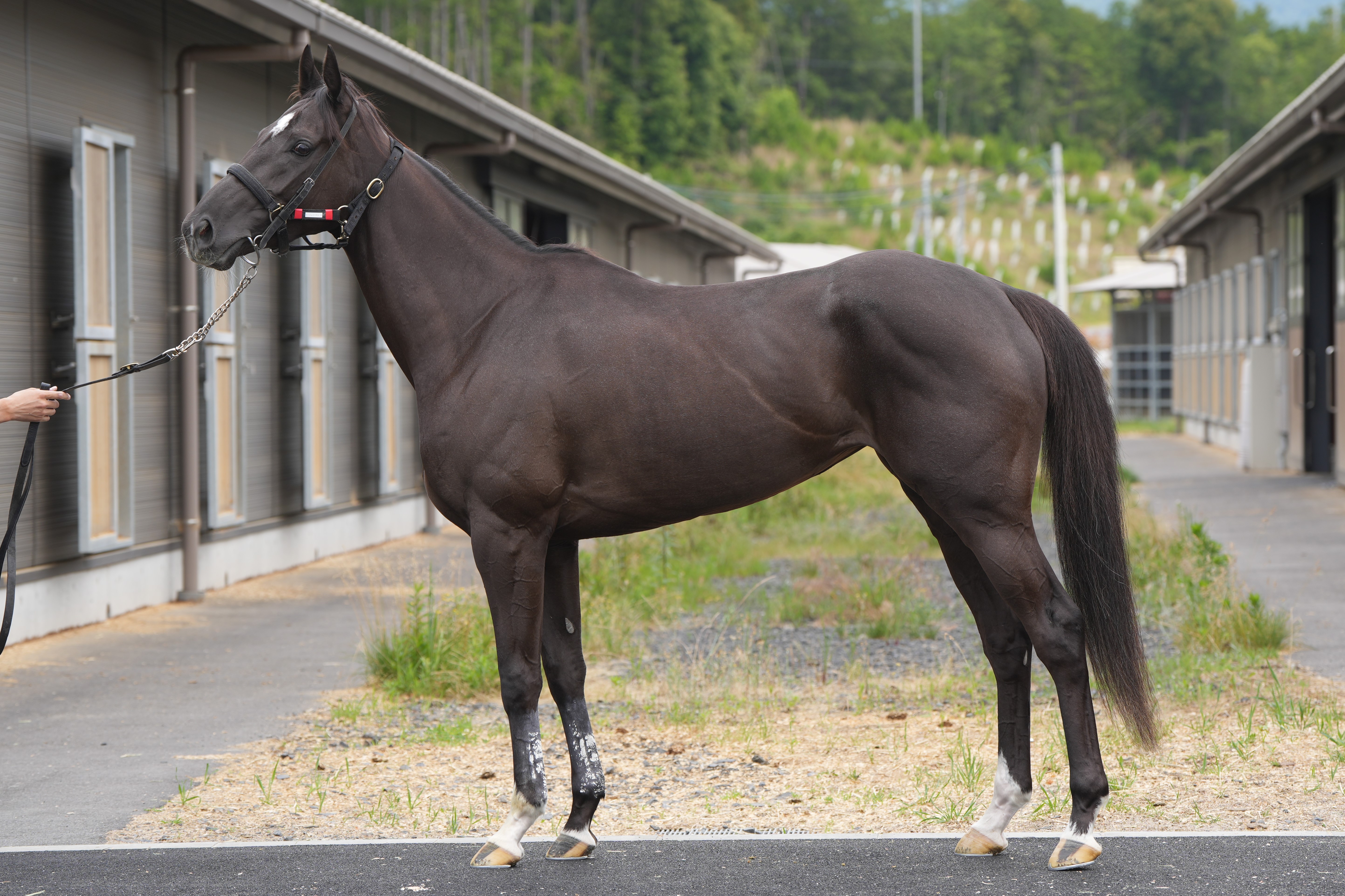 画像サムネイル