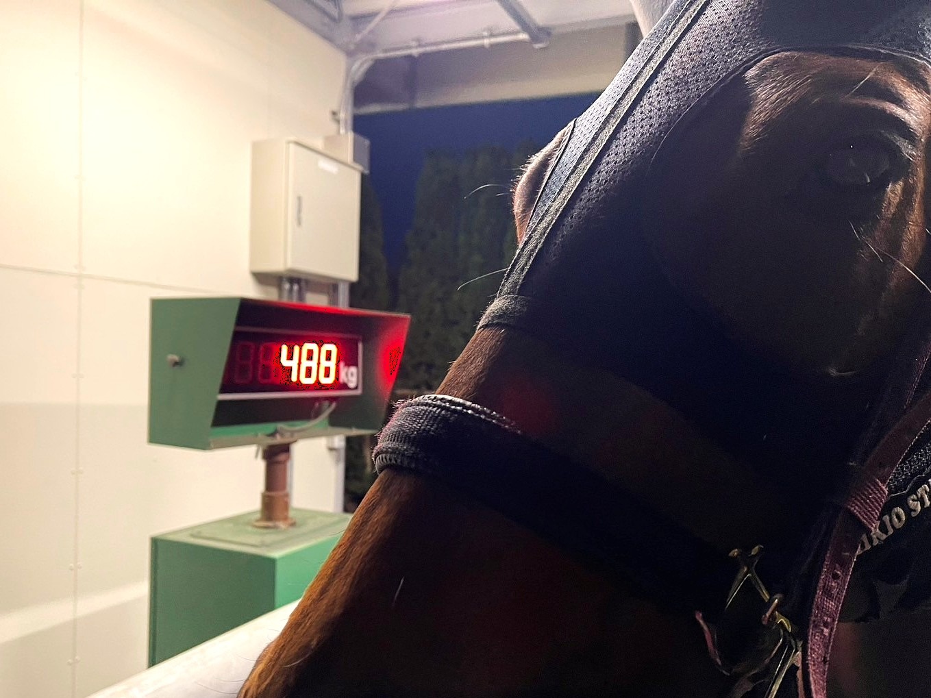 画像サムネイル