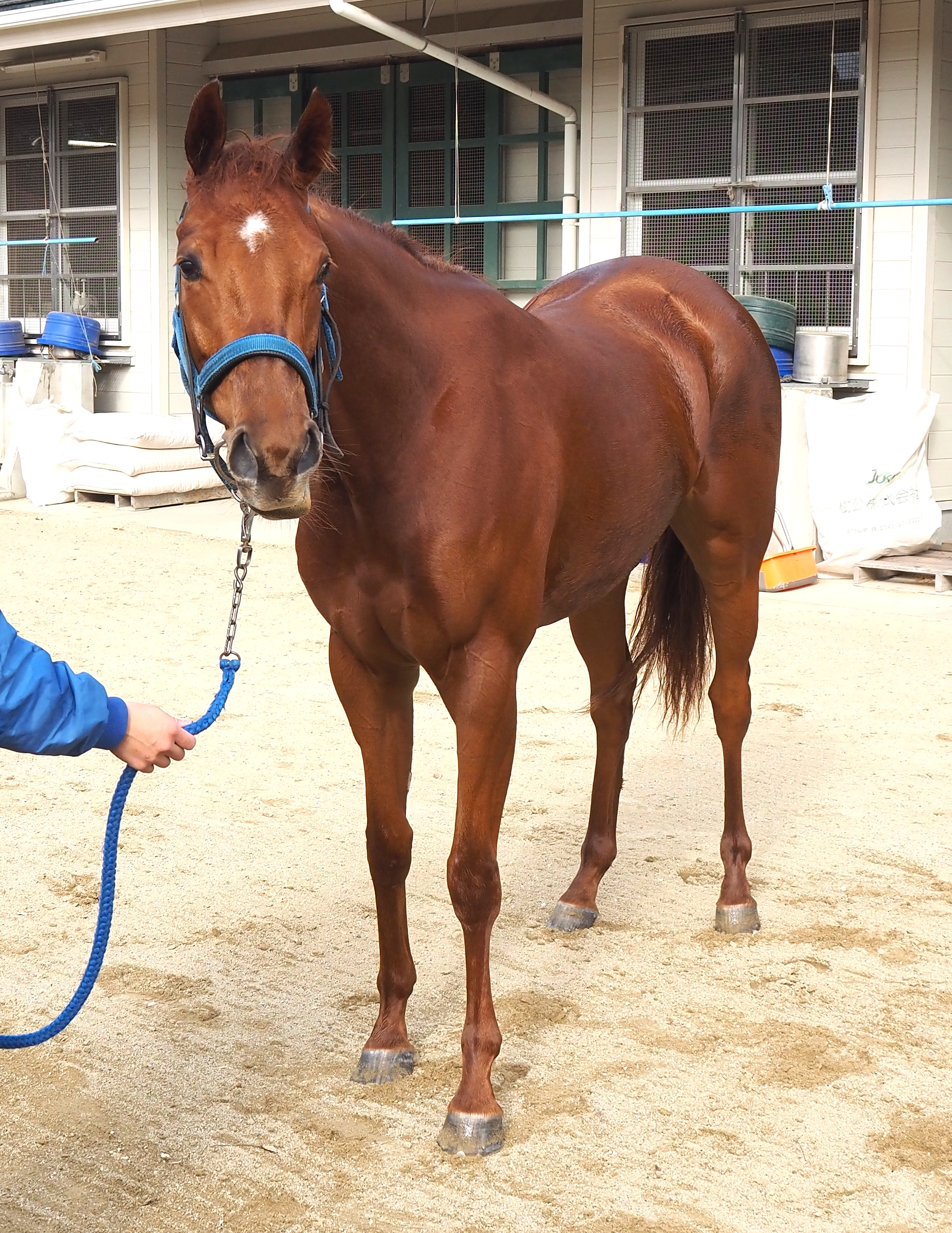 画像サムネイル