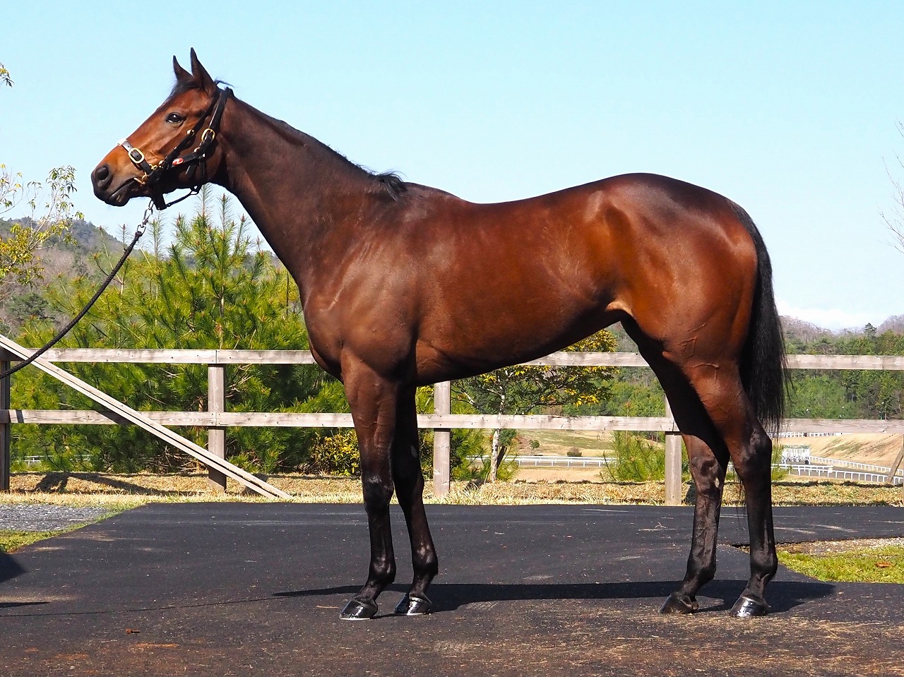 画像サムネイル