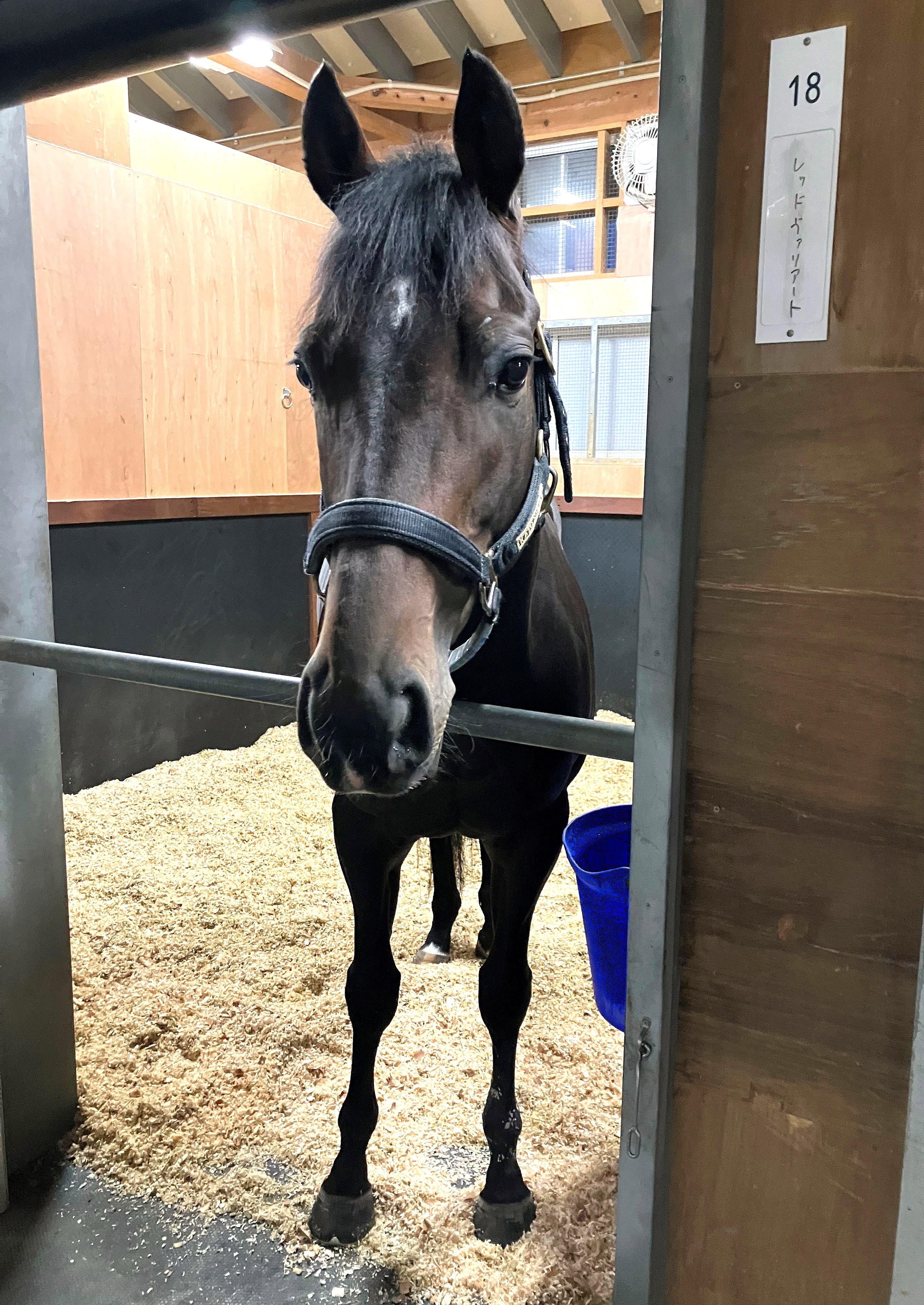 画像サムネイル